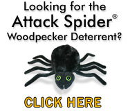 The Attack Spider